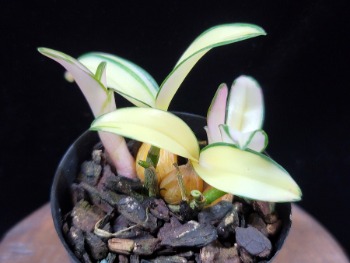 금조	錦照	Geumjo	(Dendrobium kingianum)